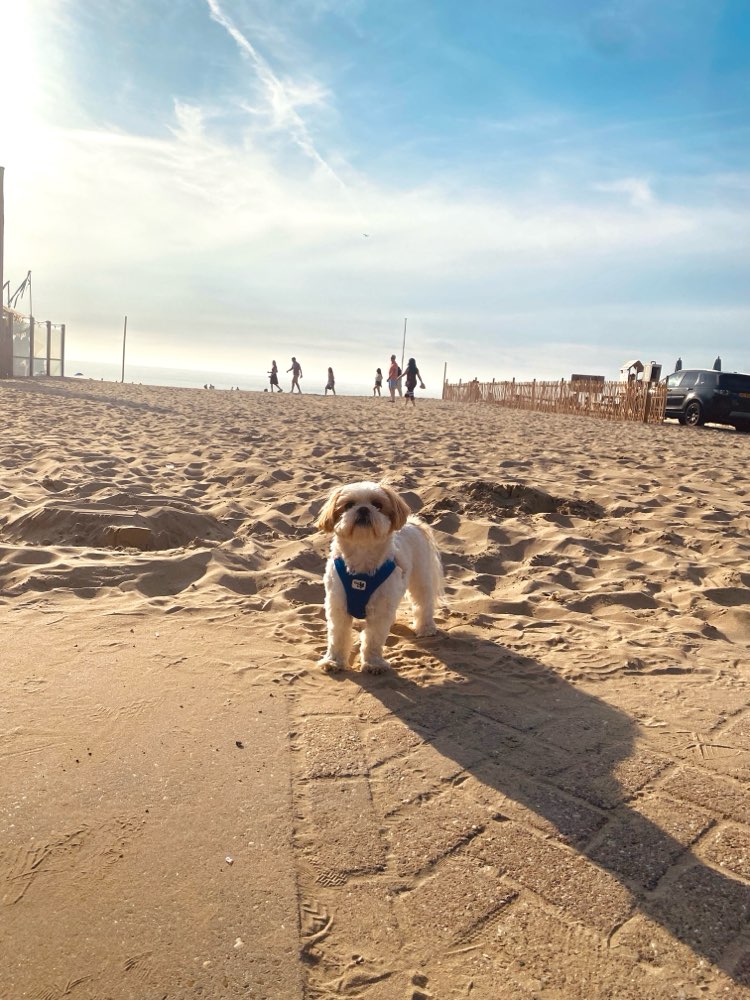Hundetreffen-Mini Socialwalks im Kreuzviertel/Uppenberg-Profilbild