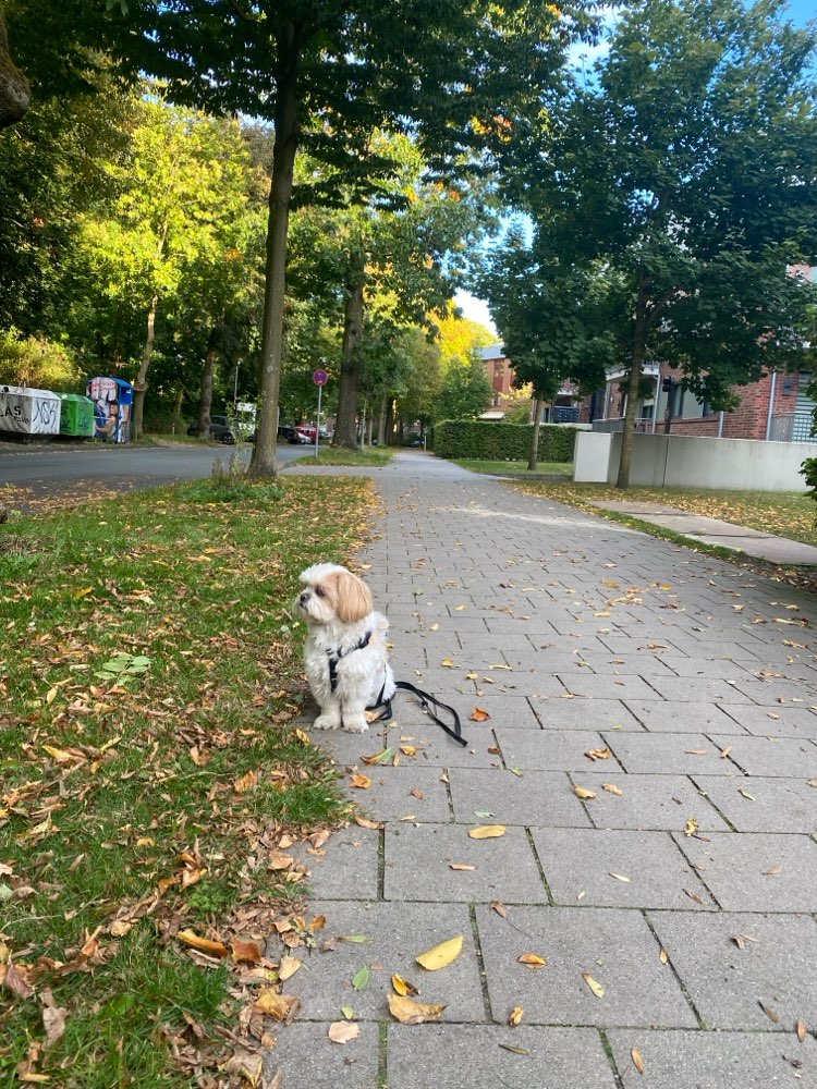 Hundetreffen-Spazieren gehen-Profilbild