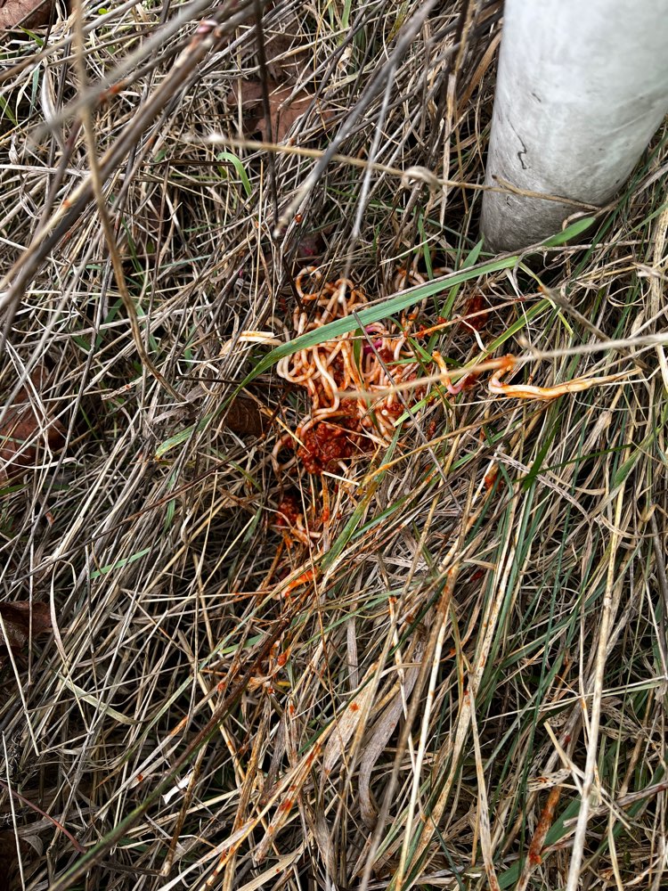 Giftköder-Eventuell Rattengift in Spaghetti-Profilbild