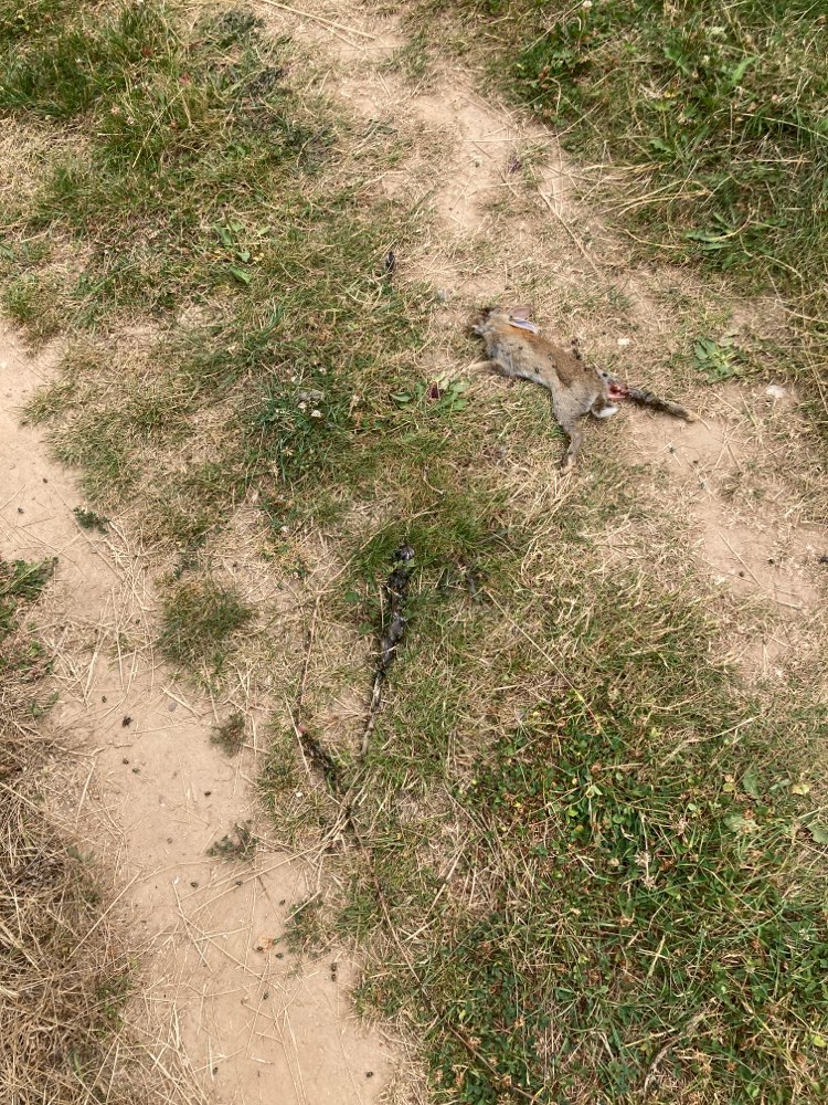 Giftköder-Toter Wildhase-Profilbild