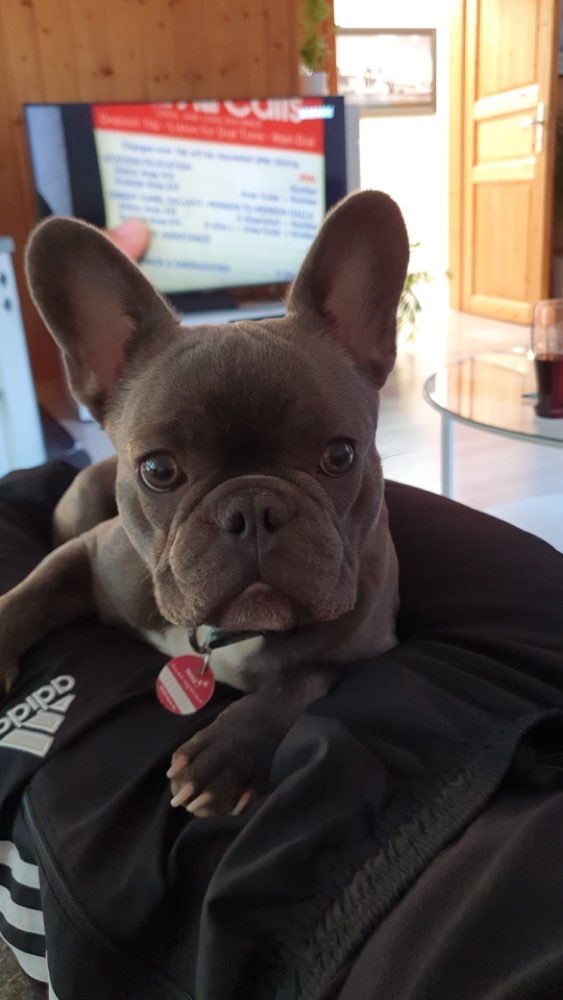 Hundetreffen-Gassirunde in Calw-Profilbild