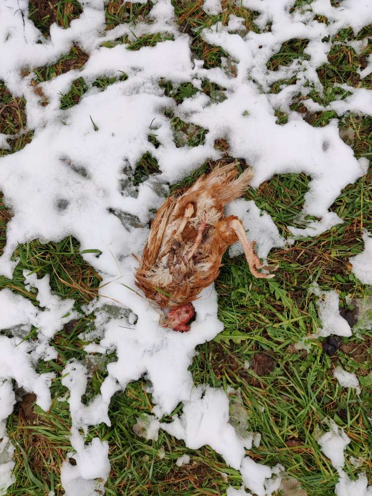 Giftköder-Totes Huhn-Profilbild