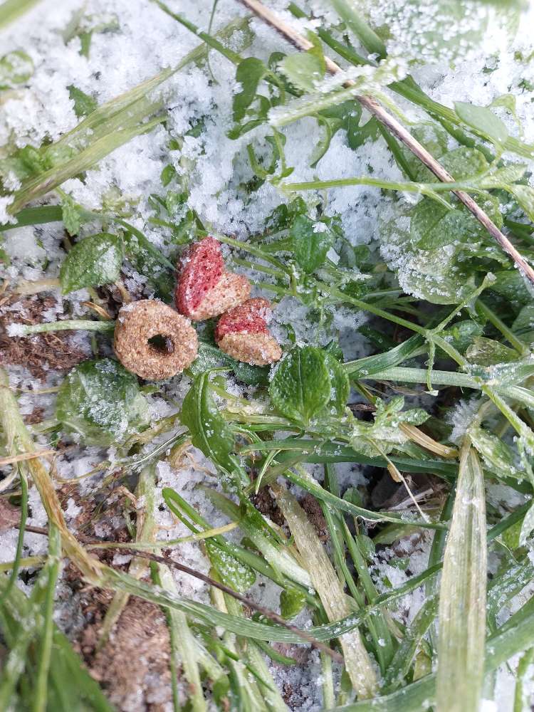 Giftköder-Trockenfutter weitläufig verteilt-Profilbild