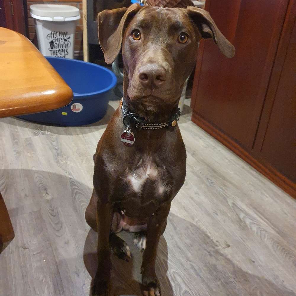 Hundetreffen-Gemeinsames spielen und Austausch von Erfahrungen-Profilbild