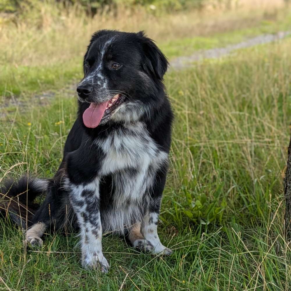 Hundetreffen-Loki sucht Freunde-Profilbild