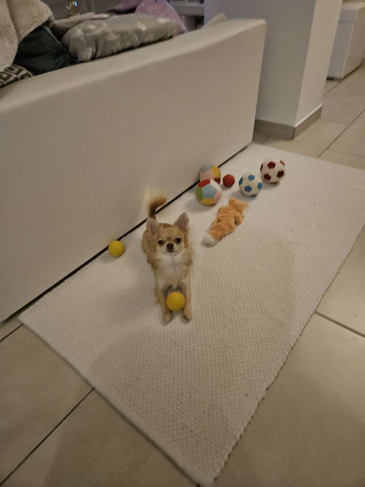 Hundetreffen-Kleine Hunde-Profilbild