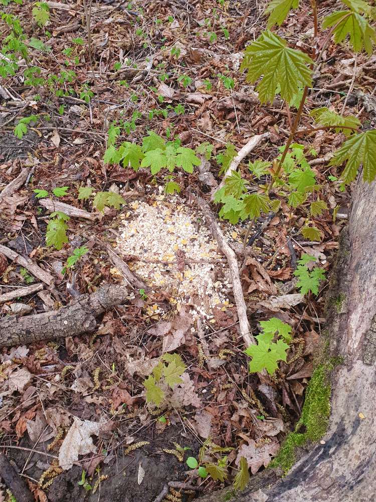 Giftköder-Möglicherweise Giftköder-Profilbild