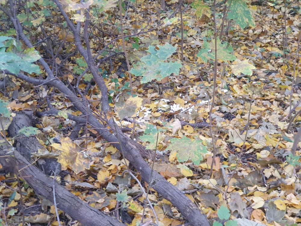 Giftköder-Komisches weißes Zeug am Wegerand-Profilbild