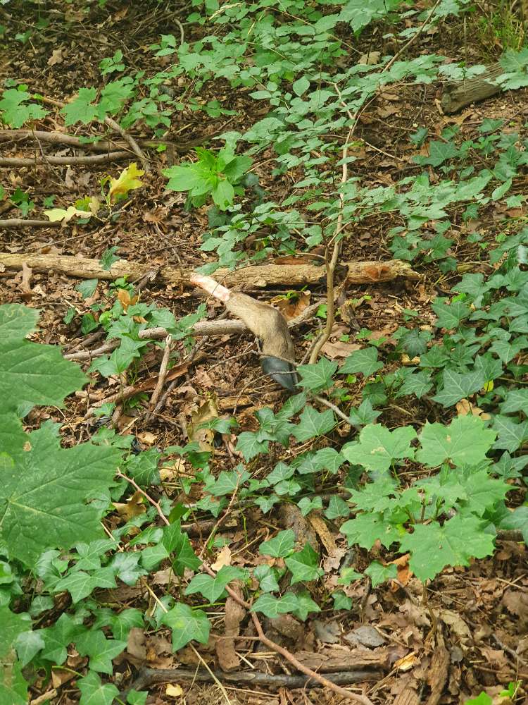 Giftköder-Gebeine von Wild-Profilbild