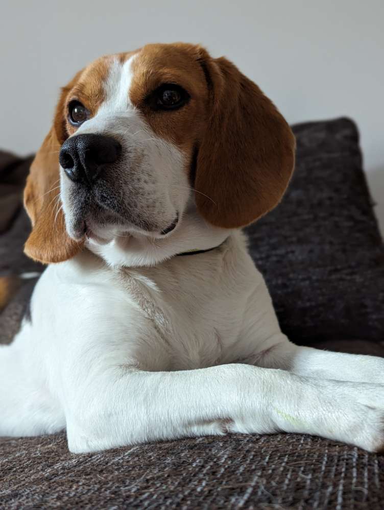 Hundetreffen-Spielerunde-Profilbild