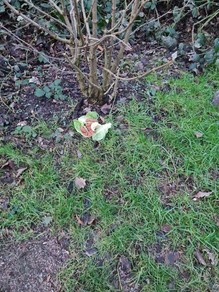 Giftköder-Evtl köder!-Profilbild