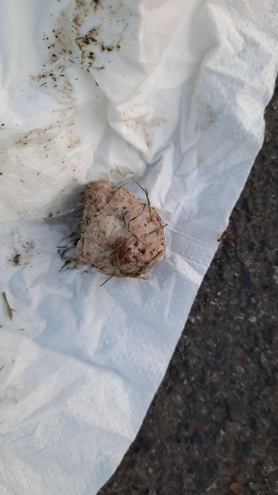 Giftköder-Giftköder-Profilbild