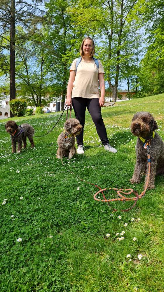 Hundetreffen-Social Walk Partner gesucht-Profilbild