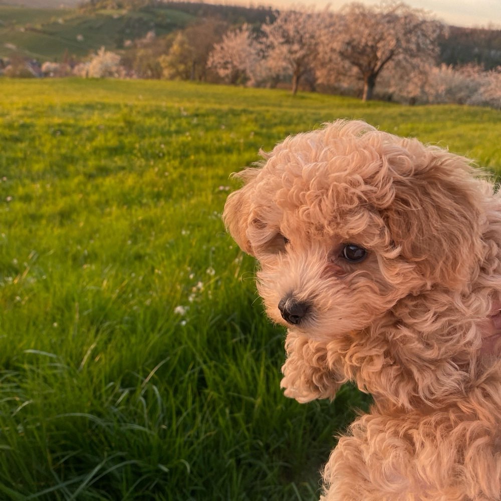 Hundetreffen-Welpentreffen in Freiburg und Umgebung-Profilbild