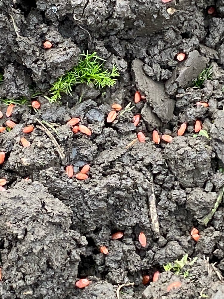 Giftköder-Giftweizen-Profilbild