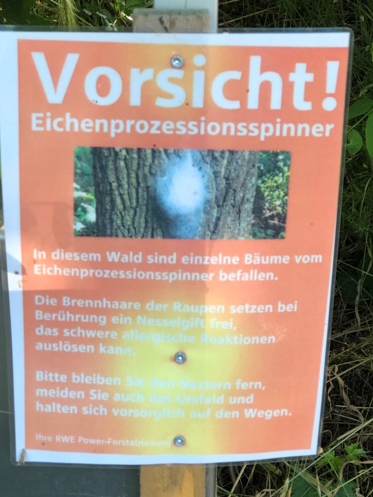 Giftköder-Eichenprozessionsspinner-Profilbild
