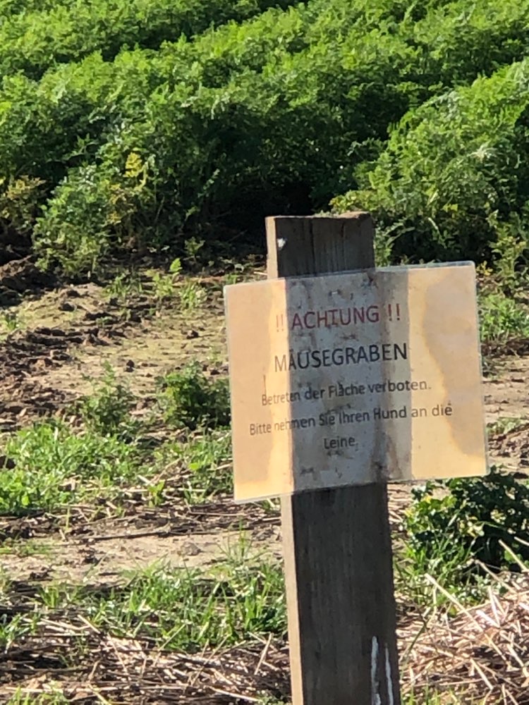 Giftköder-Gift Feld mit Mäusegräben-Profilbild