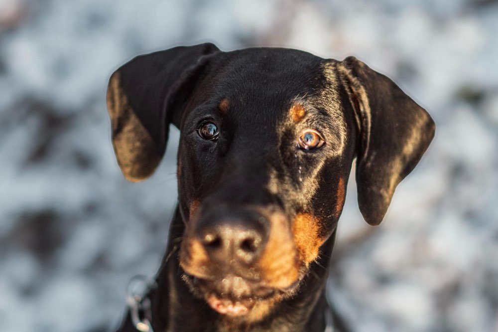 Hundetreffen-Spielfreunde gesucht-Profilbild