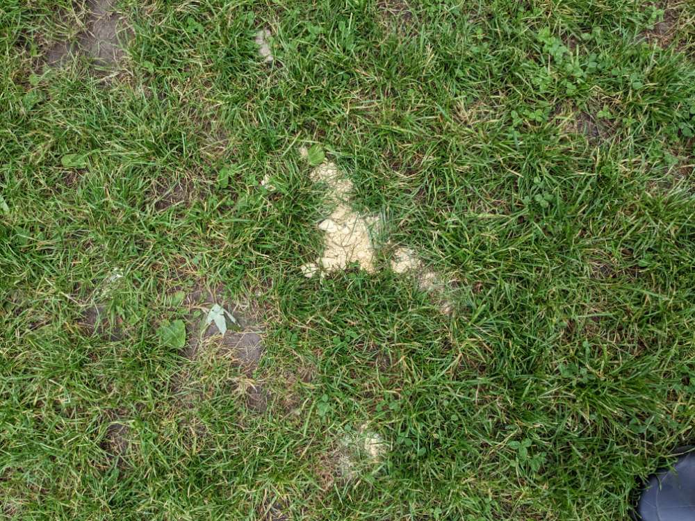 Giftköder-paniermehlartige haufen hellen pulvers-Profilbild