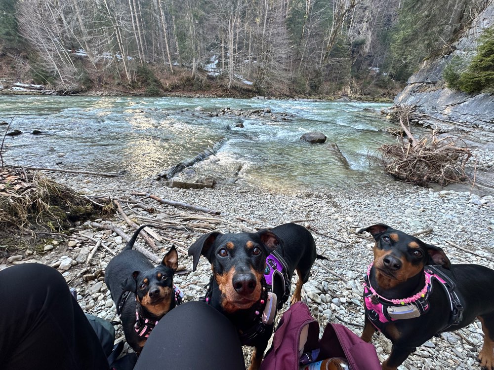 Hundetreffen-Spaziergänge/Training/Hundekontakt-Profilbild
