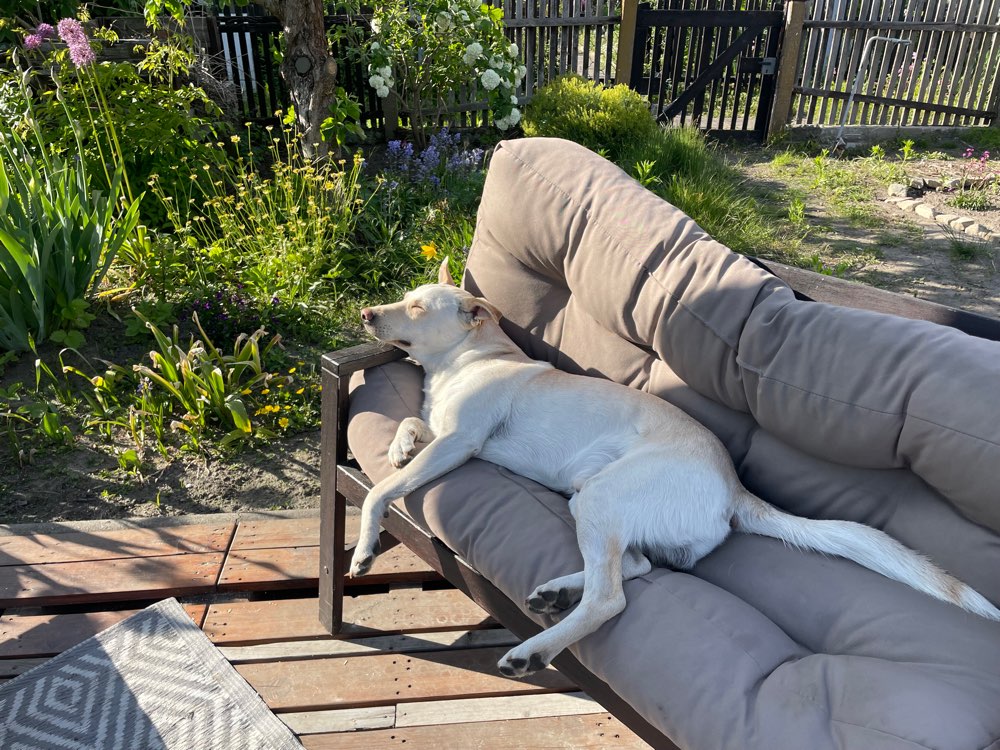 Hundetreffen-Trainingstreff Leinenspaziergang-Profilbild