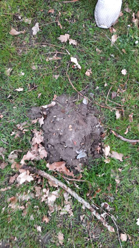 Giftköder-Glasscherben in Maulwurfhügeln!!-Profilbild