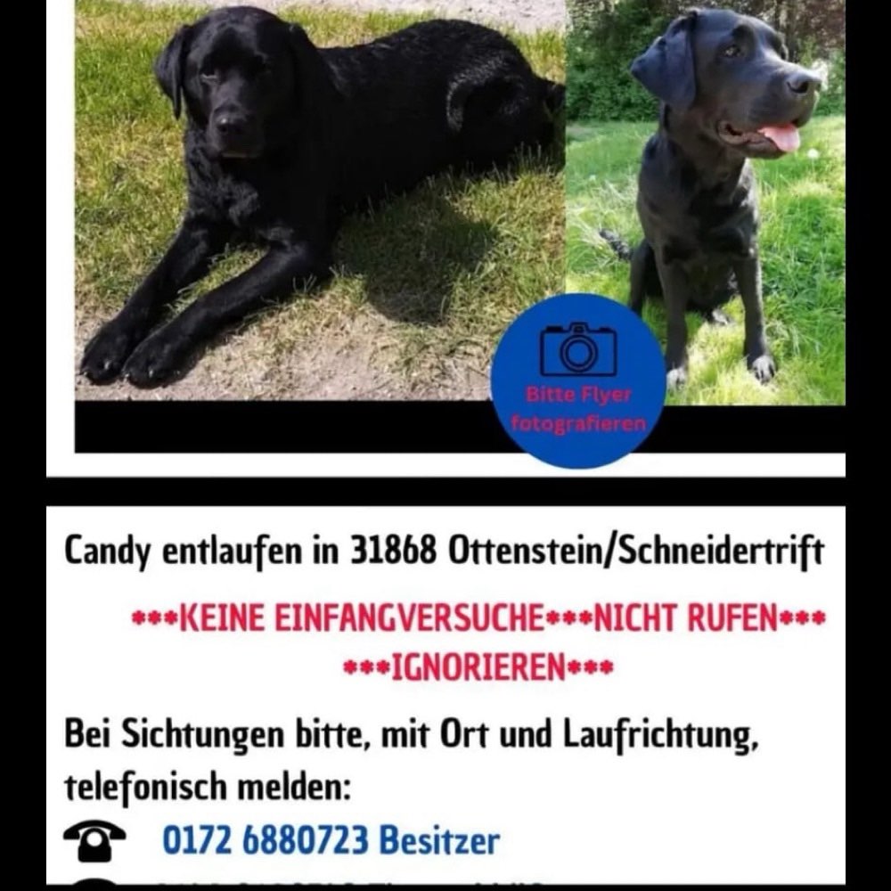 Suchmeldung-Candy-Profilbild