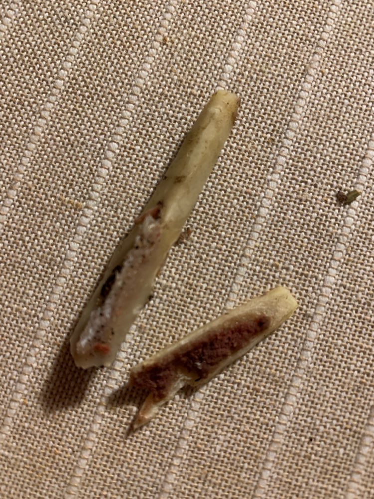 Giftköder-Knochen über den Zaun geworfen-Profilbild