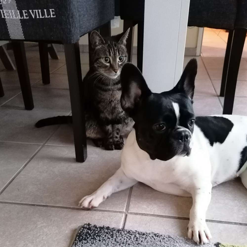 Hundetreffen-Bully oder Spielverrückte gesucht-Profilbild