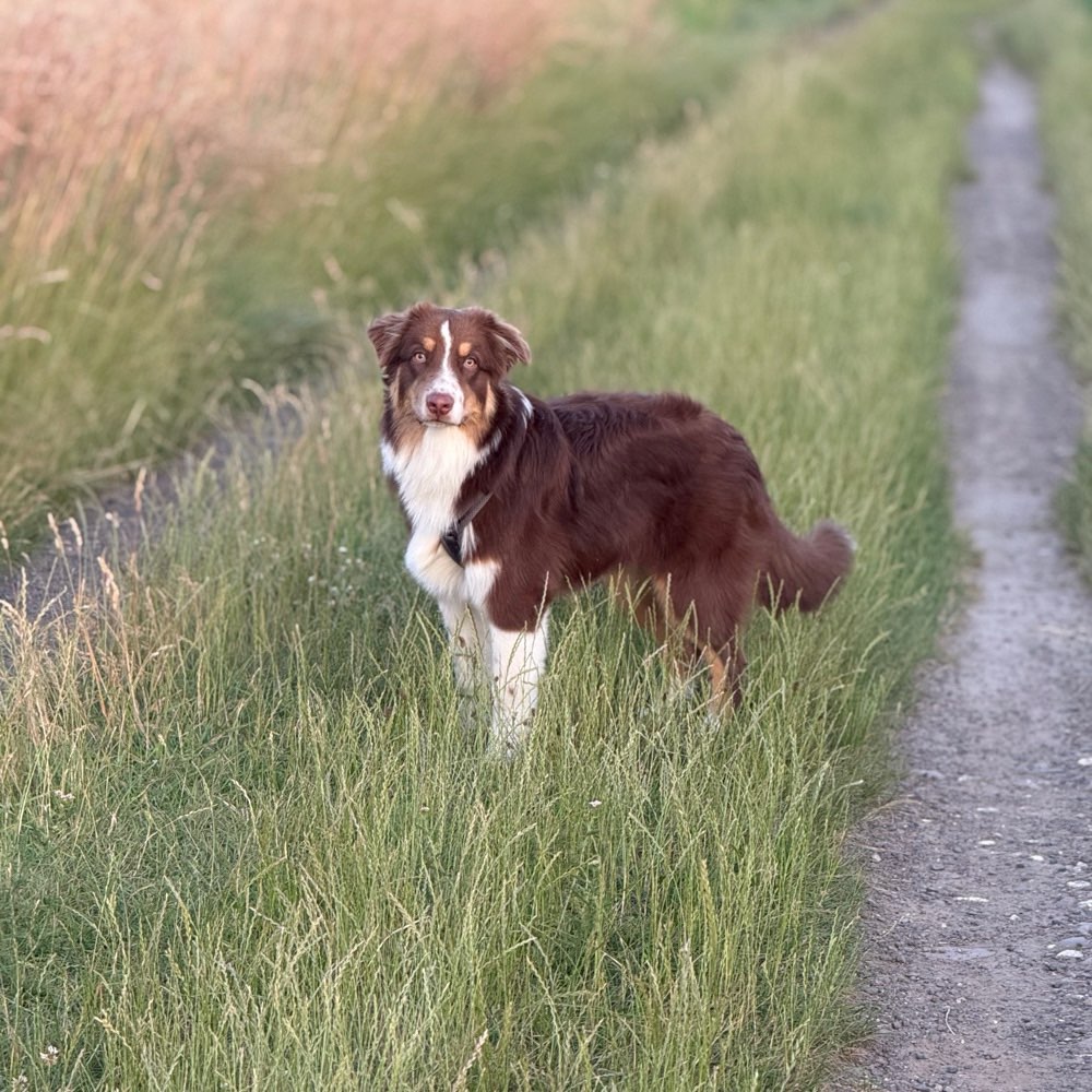 Hundetreffen-Gassi-Spielkameraden gesucht-Profilbild