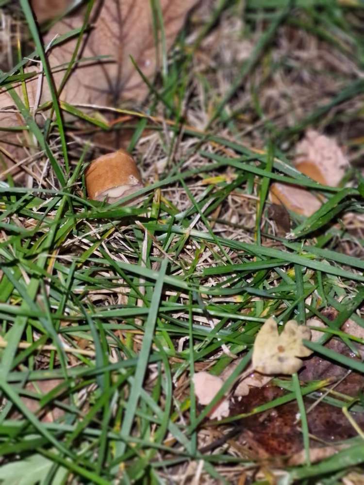 Giftköder-Eventuell Giftköder-Profilbild