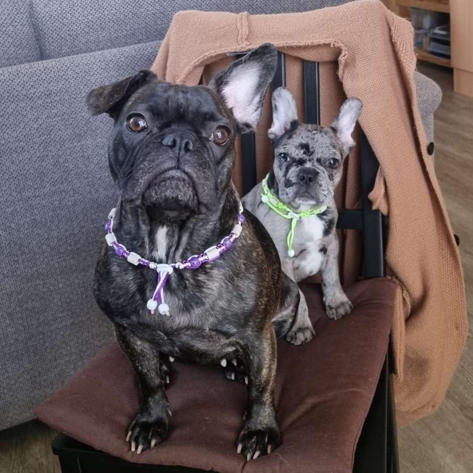 Hundetreffen-Hallo ihr da drauchen Frieda und Odin suchen Bully Freunde zum Spielen und Spazieren gehen!!!-Profilbild