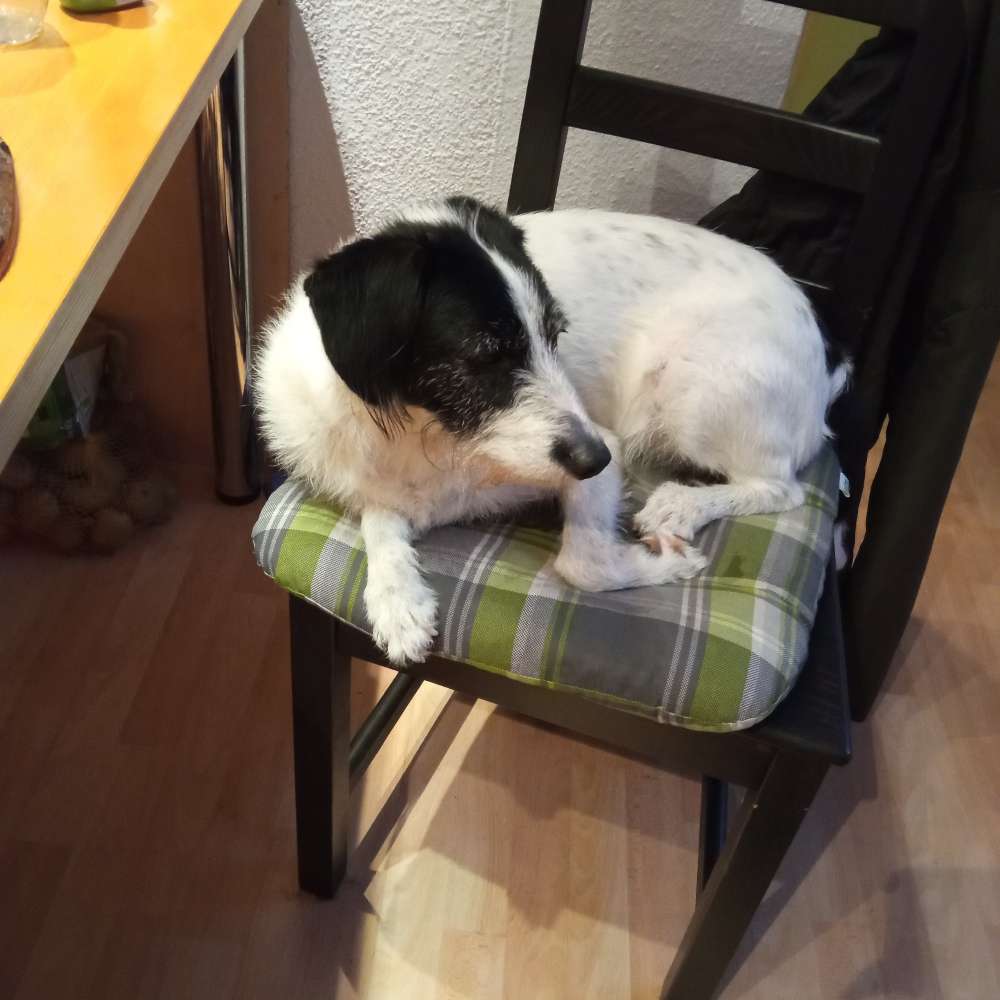 Hundetreffen-Münchlingen erlaubt-Profilbild