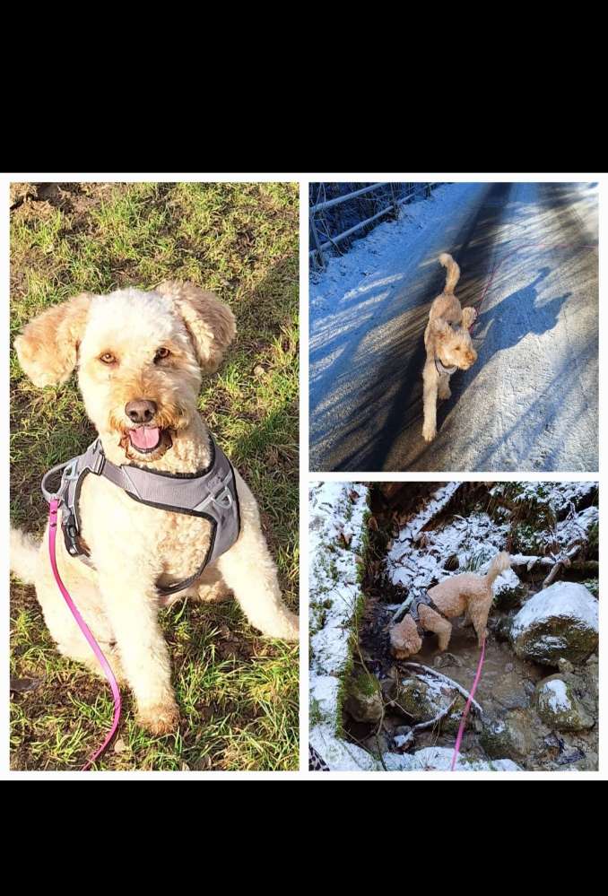 Hundetreffen-Gassirunde mit eventueller Spielerunde im Anschluss-Profilbild