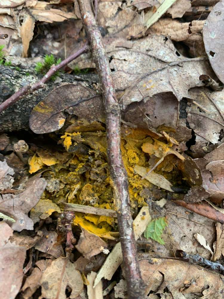 Giftköder-Vermutlich Rattengift-Profilbild