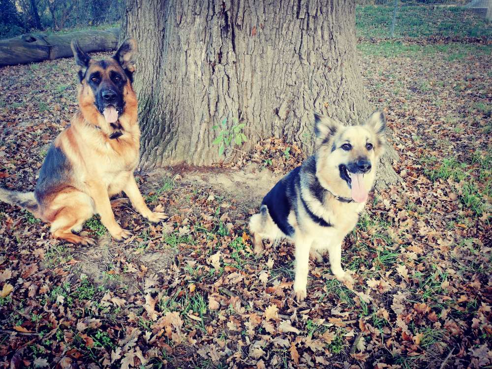 Hundetreffen-Spielerunde-Profilbild
