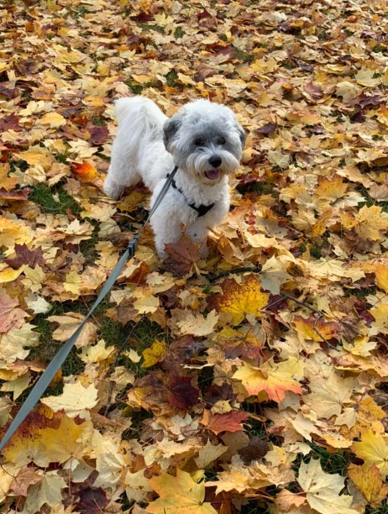 Hundetreffen-Spielkameraden gesucht-Profilbild