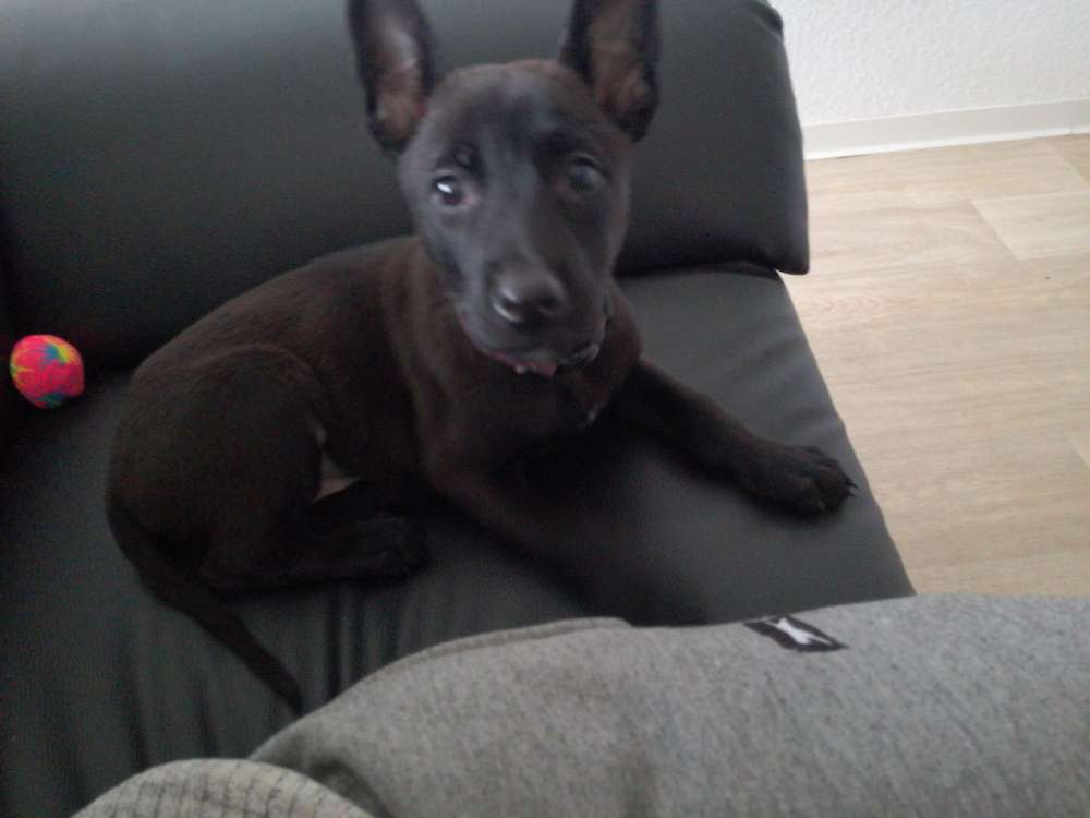 Hundetreffen-Gassi oder Spielerunde in Sieker/Stieghorst-Profilbild