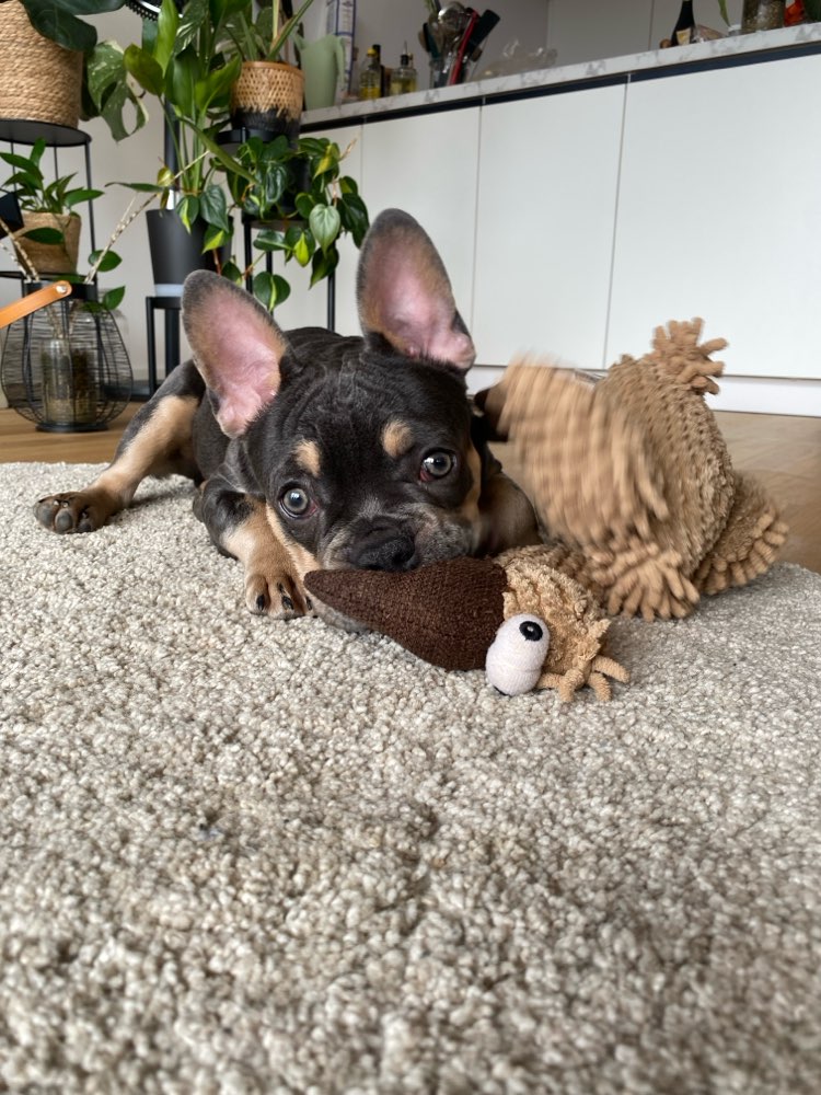 Hundetreffen-Spielkameraden für Welpen-Profilbild