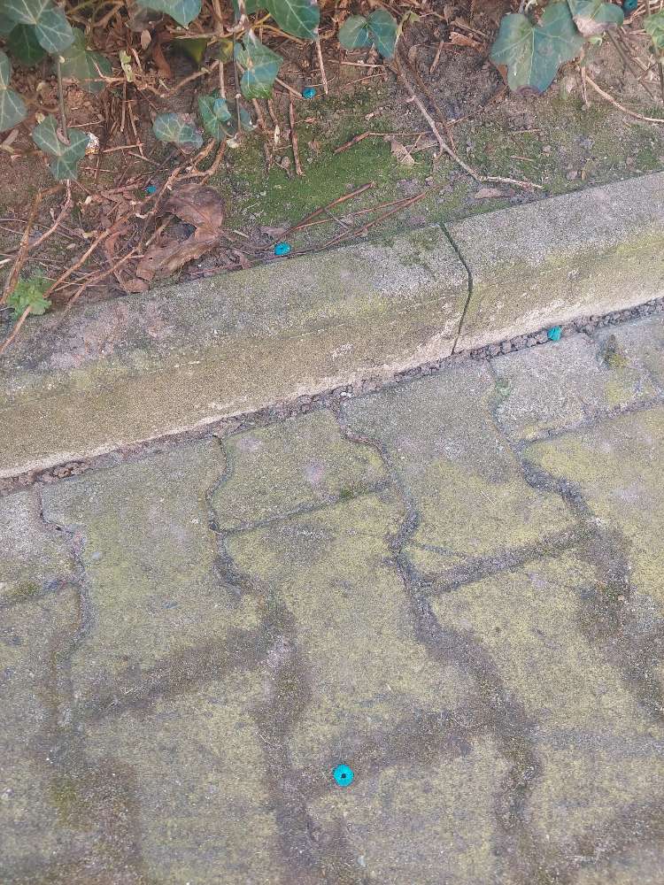 Giftköder-Mögliches Schneckenkorn-Profilbild