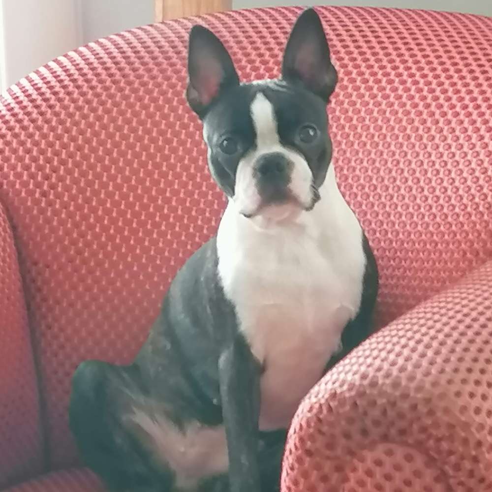 Hundetreffen-Hundefreund/in gesucht-Profilbild