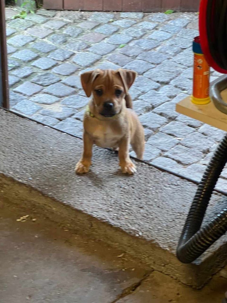 Hundetreffen-Hundetreffen mit souveränen Hunden für einen Welpen-Profilbild