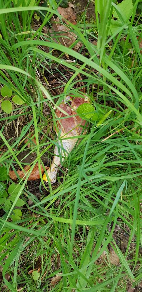 Giftköder-Giftköder-Profilbild