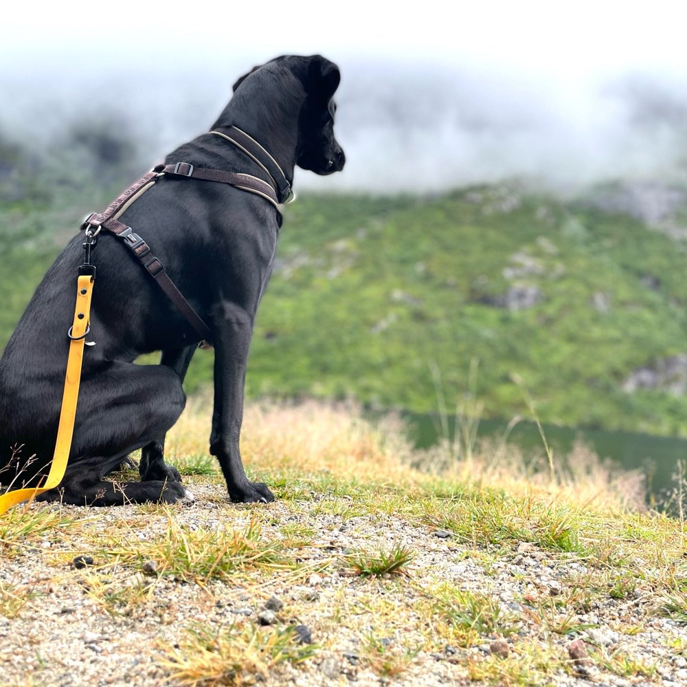 Hundetreffen-lange Herbstspaziergänge-Profilbild