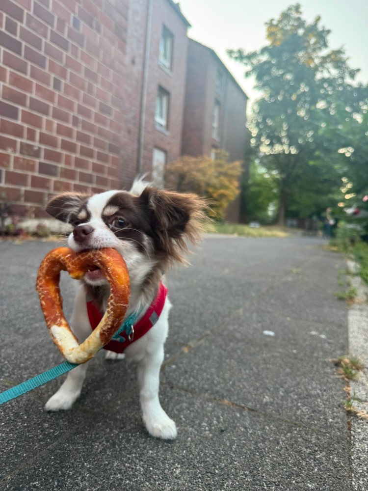 Hundetreffen-Welpentreffen in Düsseldorf-Profilbild