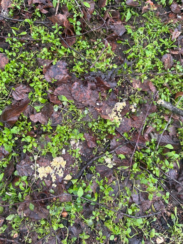 Giftköder-Achtung Giftköder-Profilbild