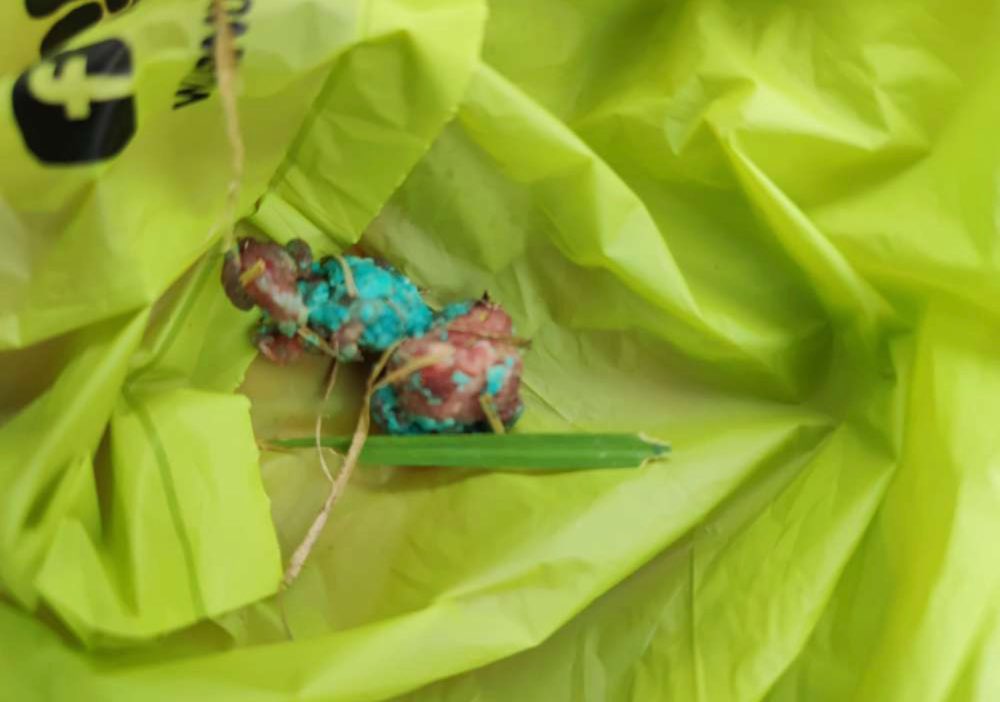 Giftköder-Giftköder-Profilbild