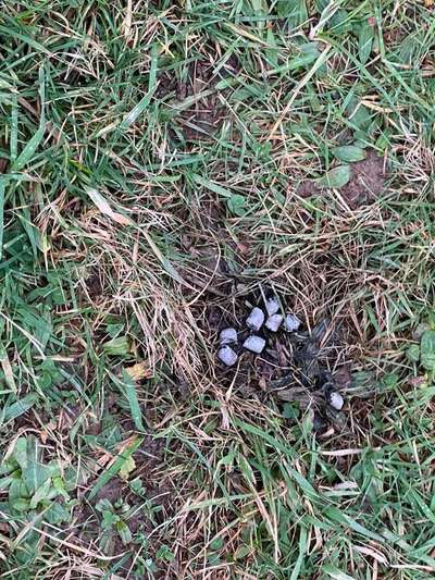 Giftköder-Fleisch mit Gelber Paste-Profilbild