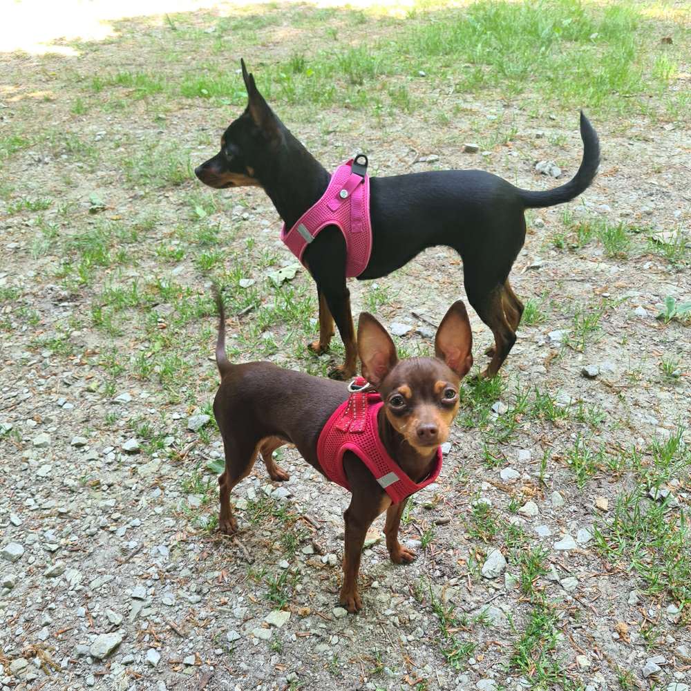 Hundetreffen-Spielpartner/Gassipartner in Königstein und Umgebung-Profilbild