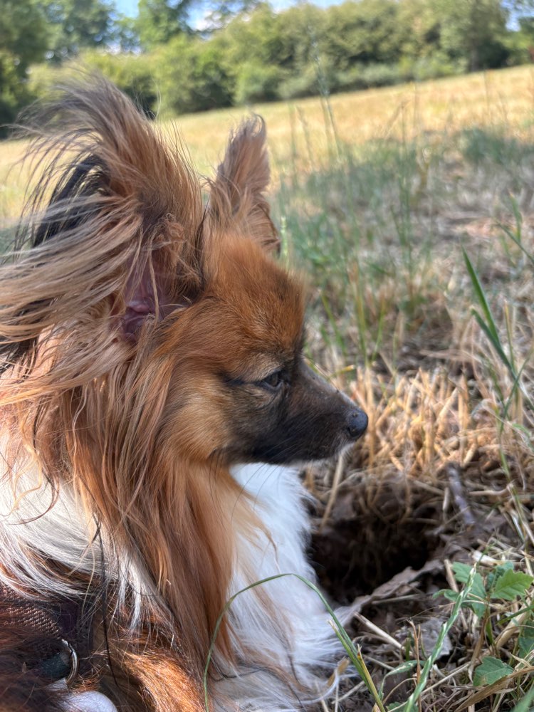 Hundetreffen-Gemeinsam spazieren. Spiel und Spaß mit den Hunden.-Profilbild